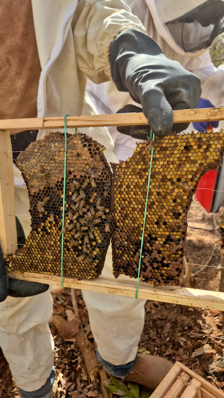 Imagem 2 do projeto Apicultura Sustentável